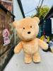 gau-teddy-nau-sang - ảnh nhỏ 2